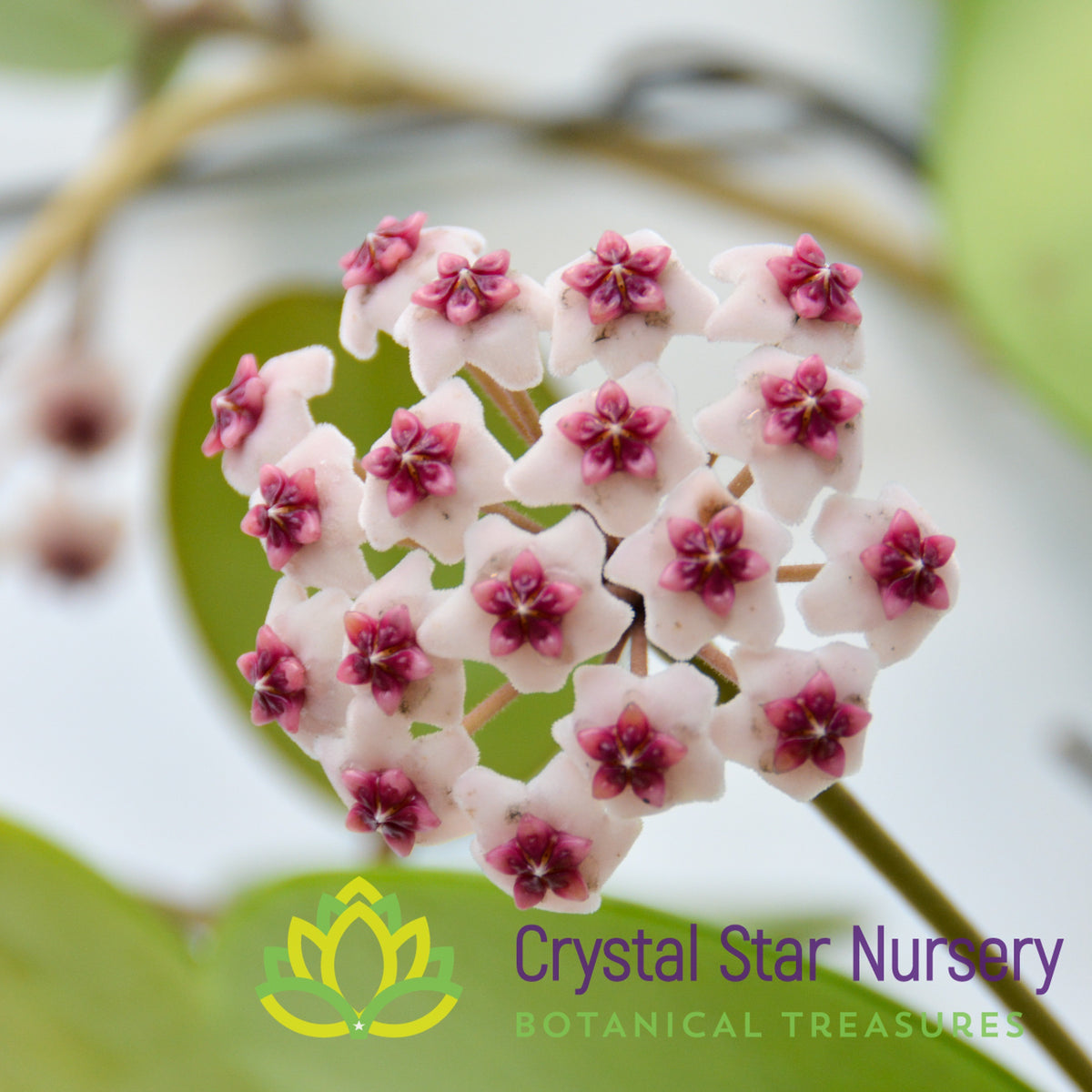 Hoya obovata