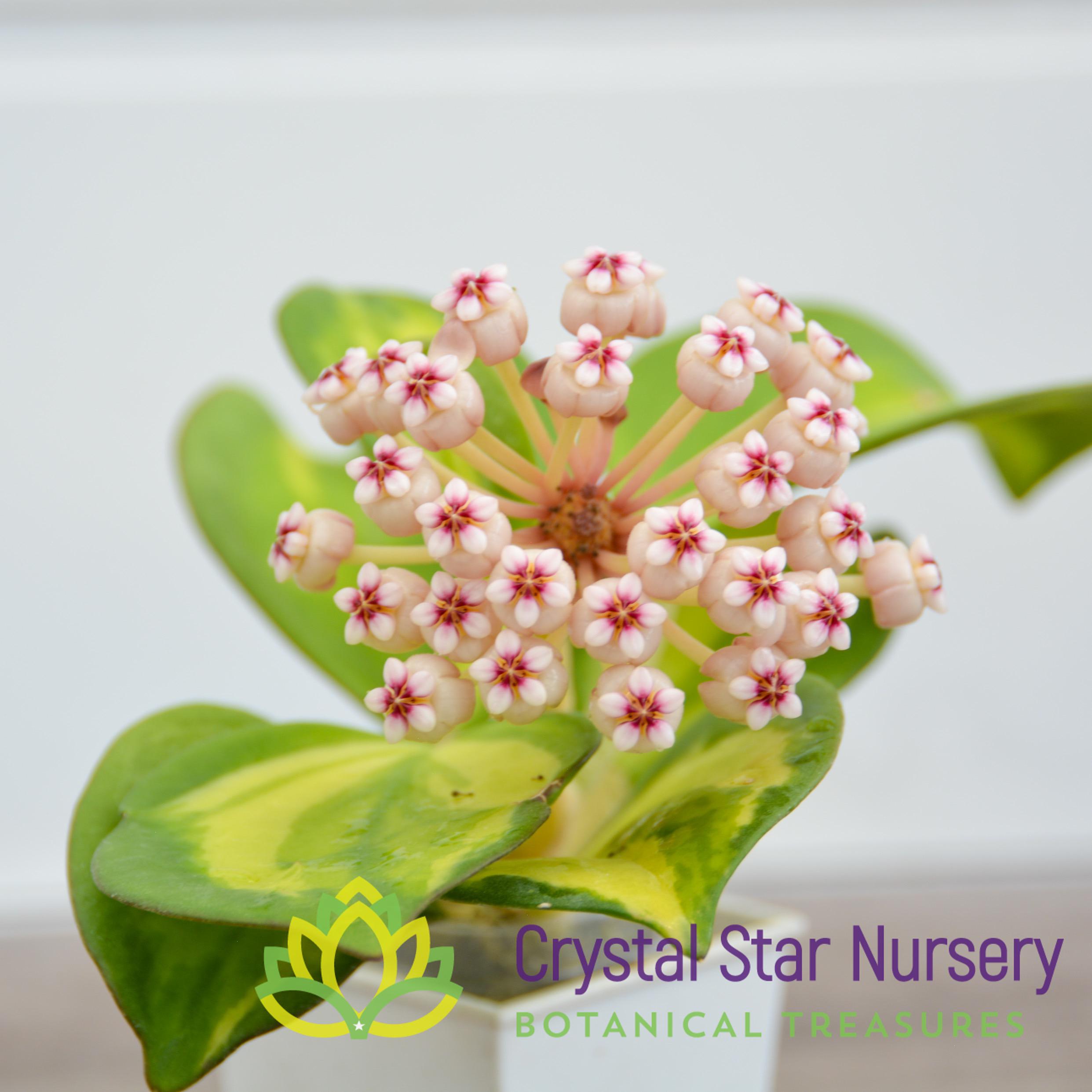 Hoya subquintuplinervis (inner variegation) – Crystal Star Nursery