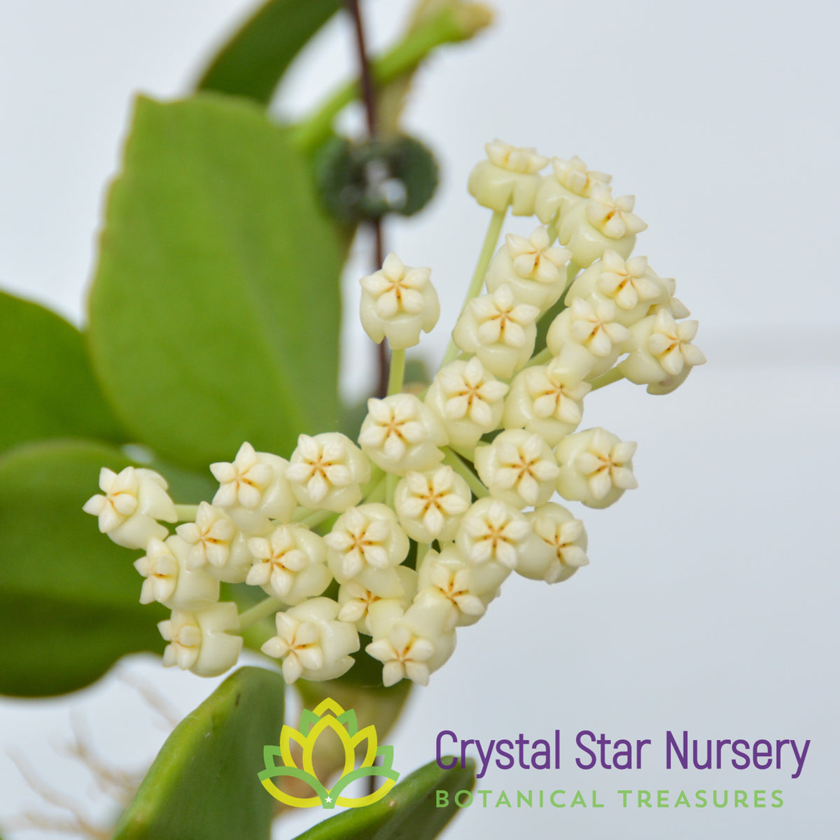 Hoya subquintuplinervis (white)