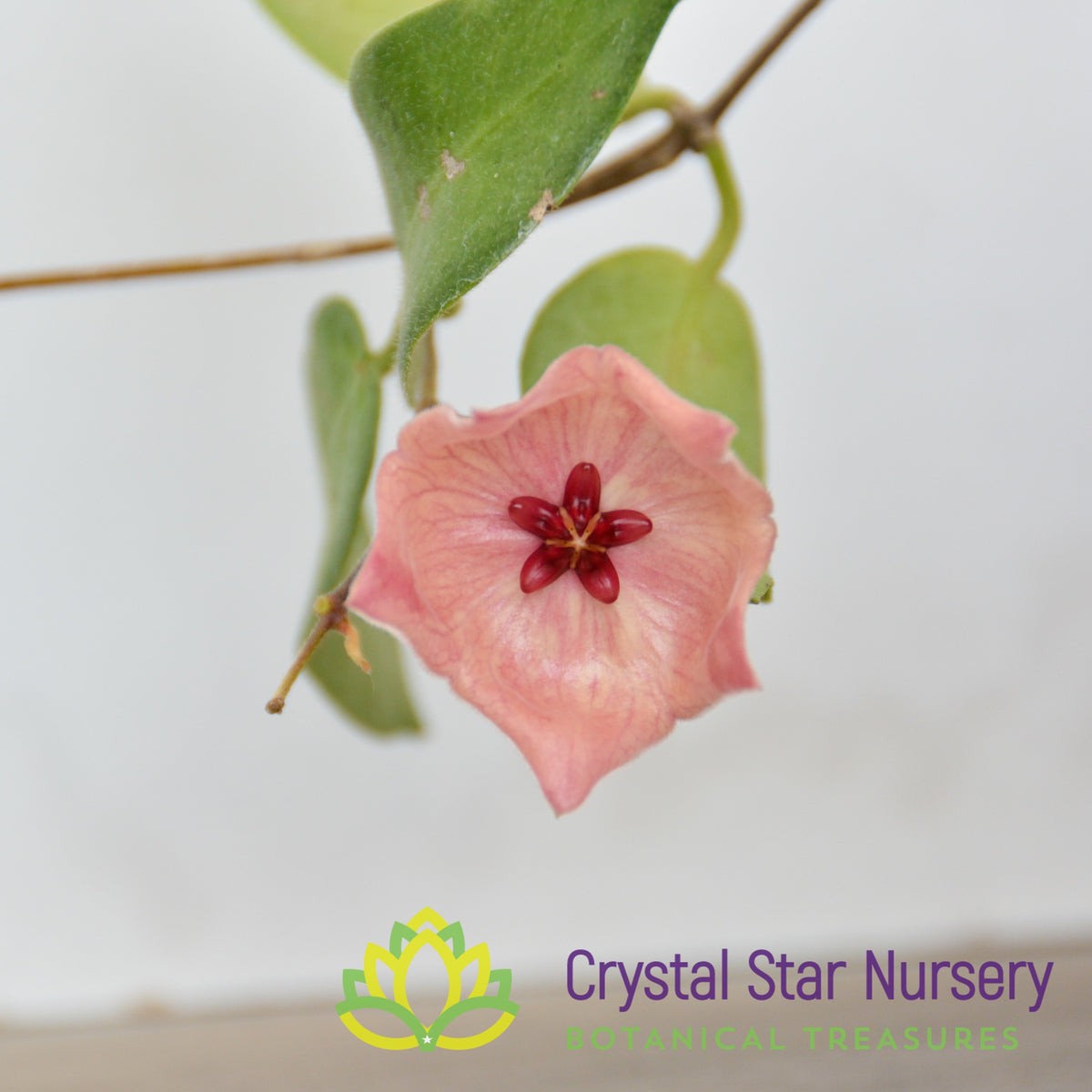 Hoya patella (pink)