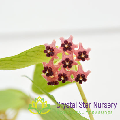 Hoya polyneura