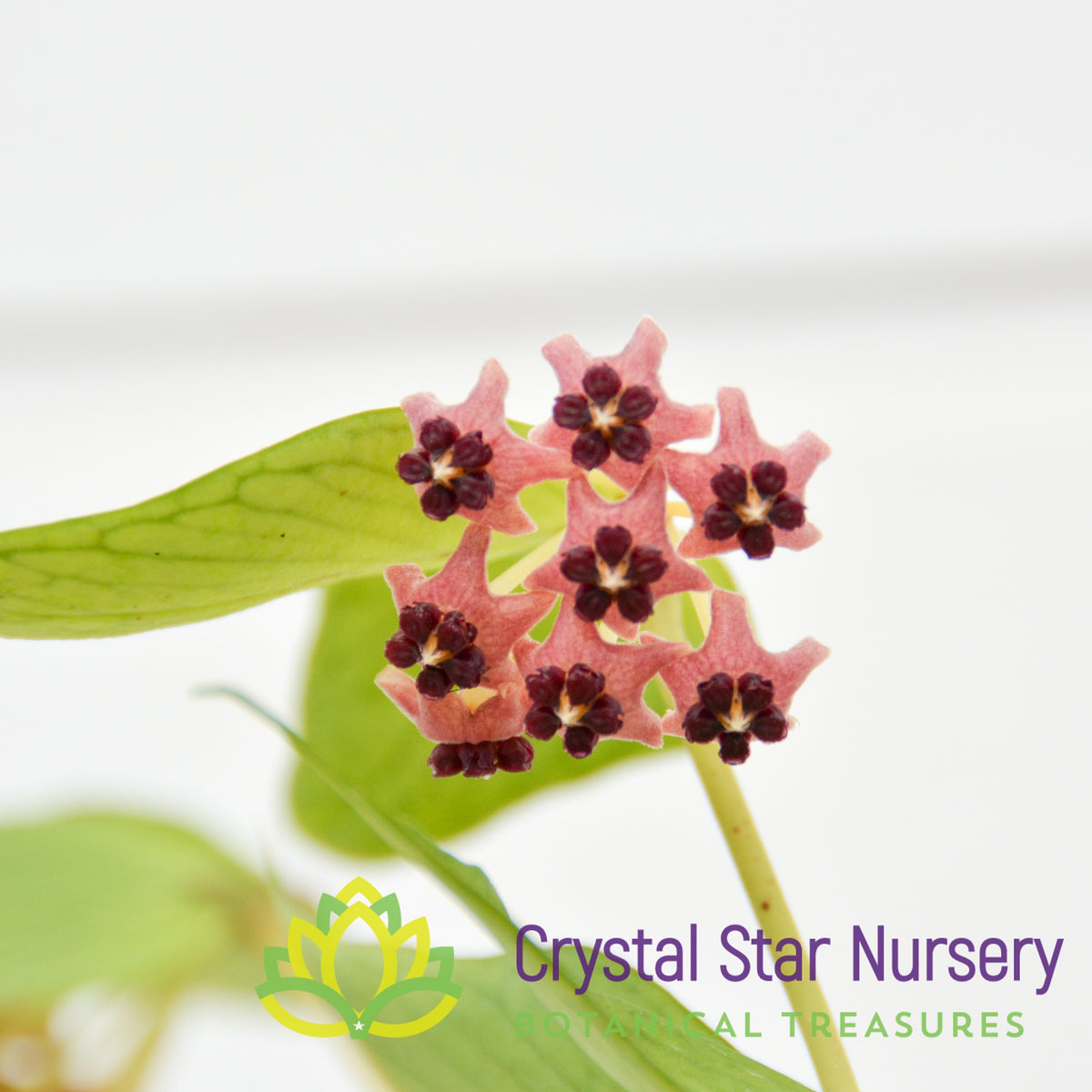 Hoya polyneura