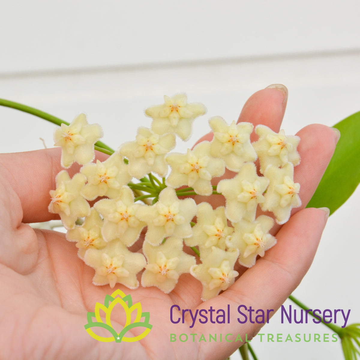 Hoya celata