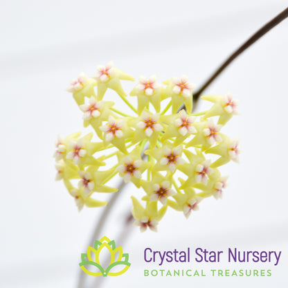 Hoya rigida (Long Leaf)