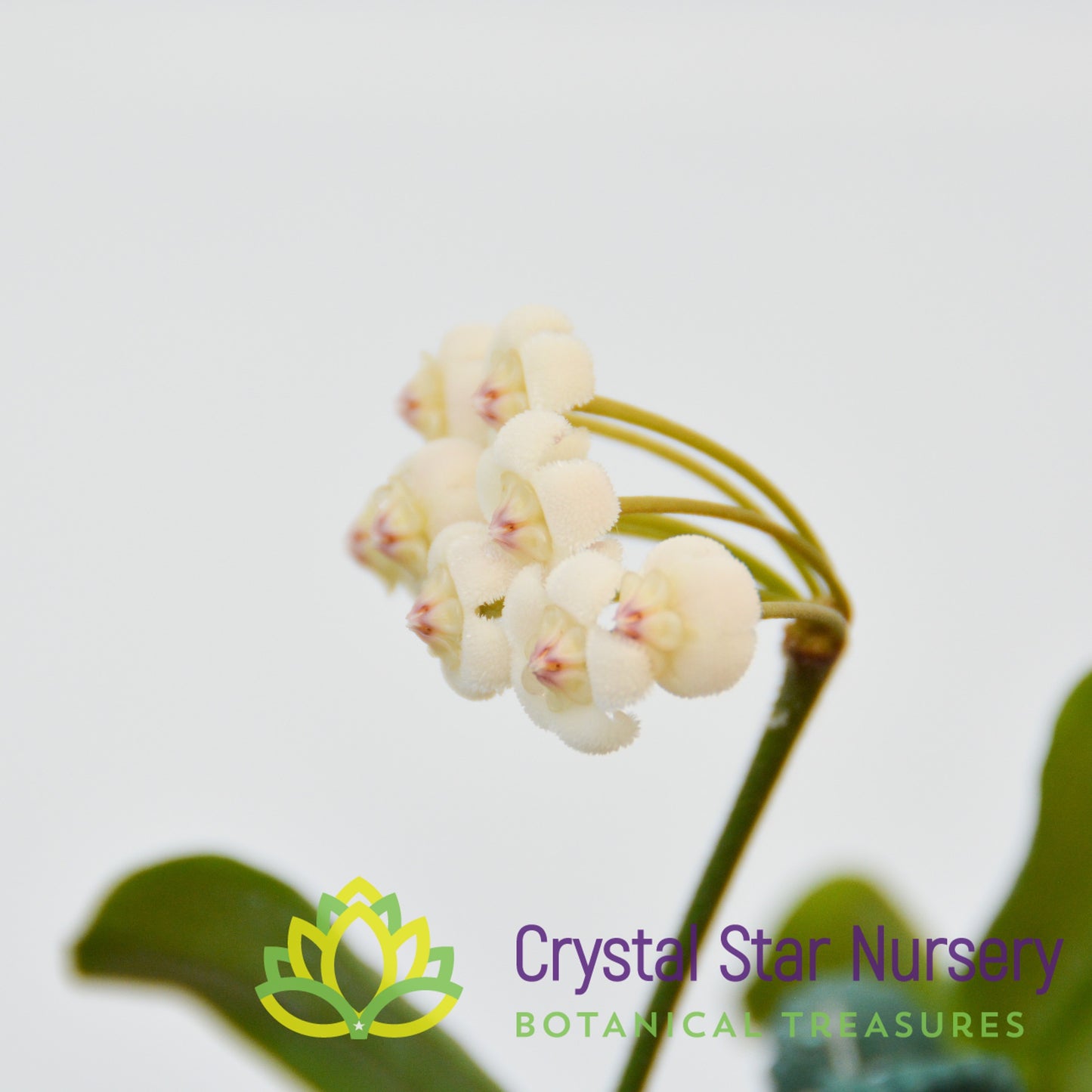 Hoya rotundiflora