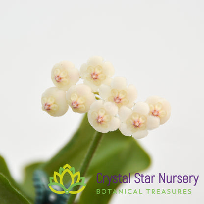 Hoya rotundiflora