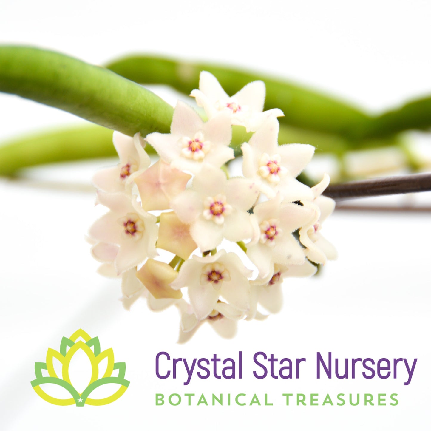 Hoya shepherdii