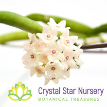 Hoya shepherdii