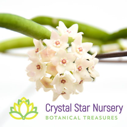 Hoya shepherdii
