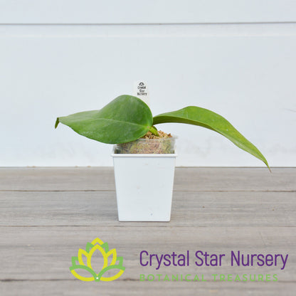 Hoya subcalva