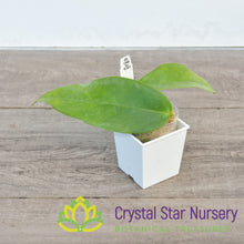 Hoya subcalva