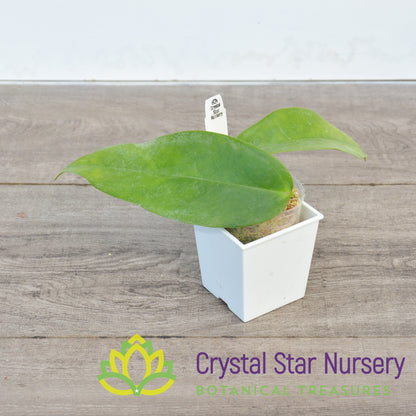 Hoya subcalva