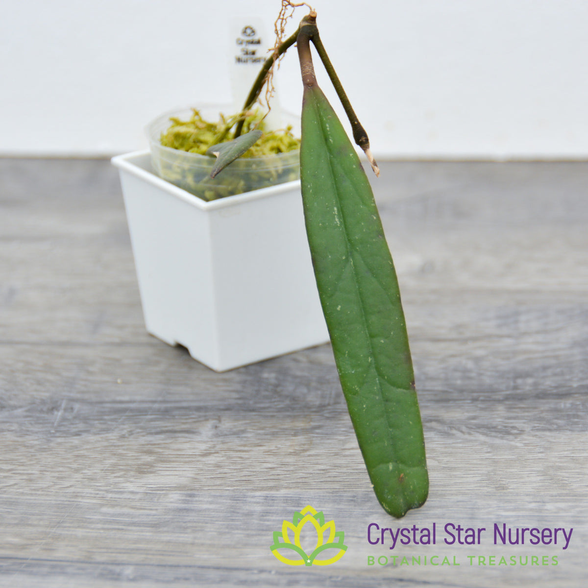 Hoya sulawesiana
