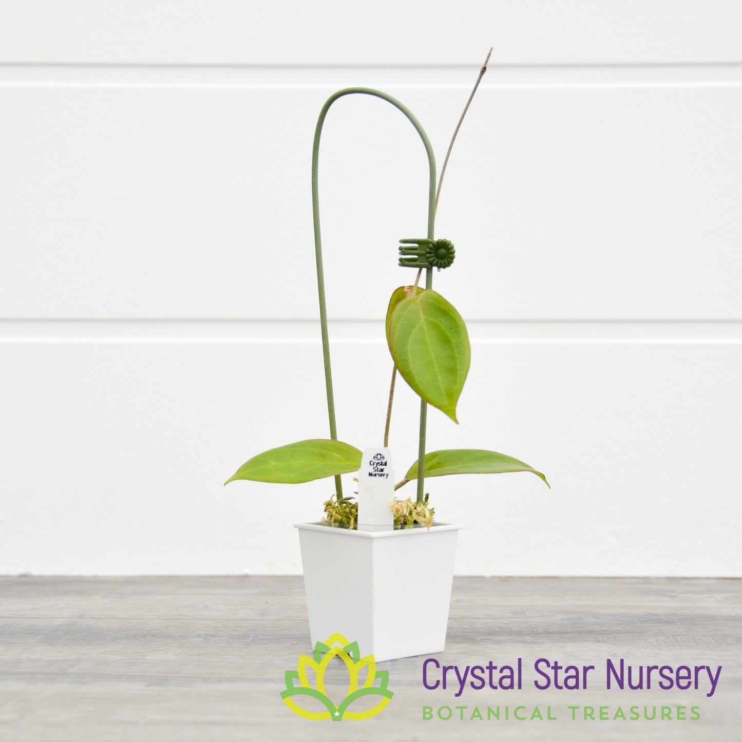 Hoya UT039