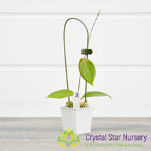 Hoya UT039