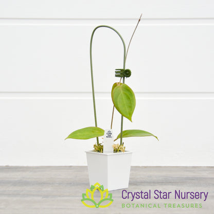Hoya UT039