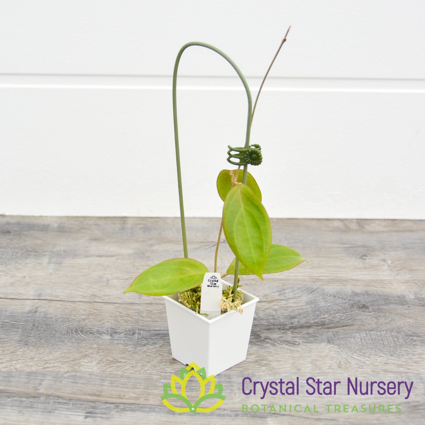 Hoya UT039