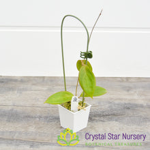 Hoya UT039