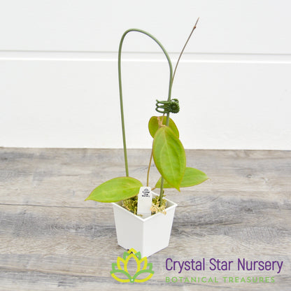 Hoya UT039