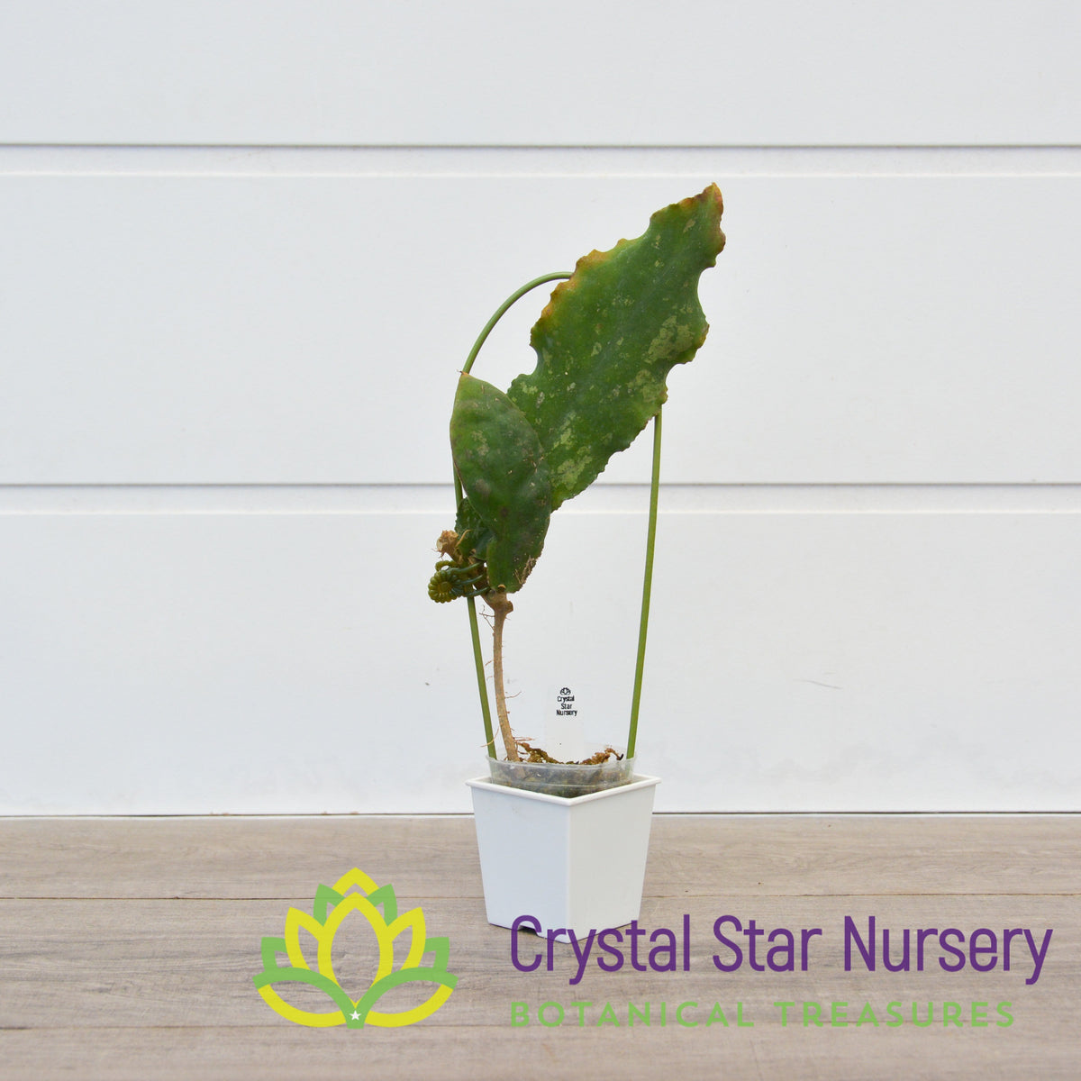 Hoya undulata