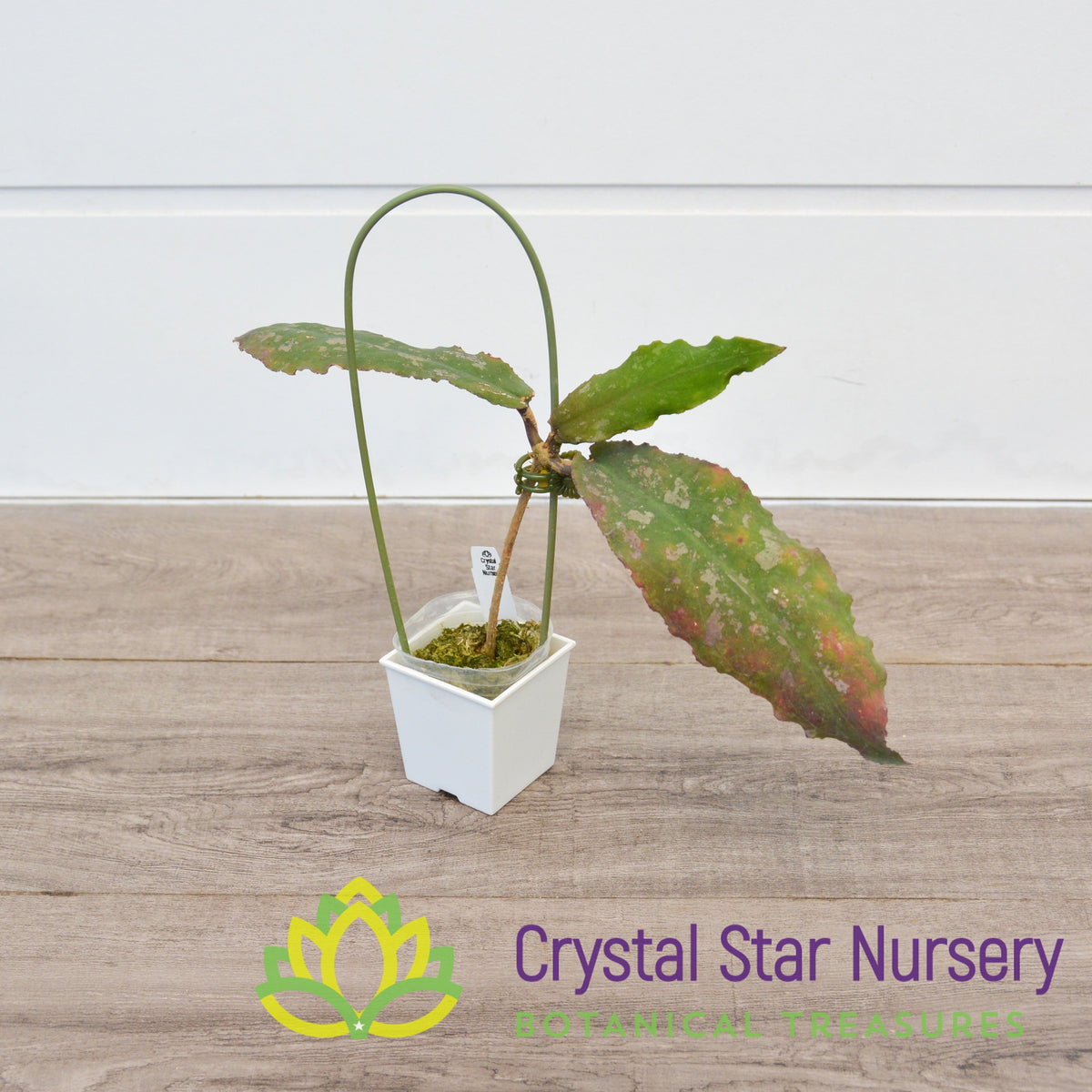 Hoya undulata