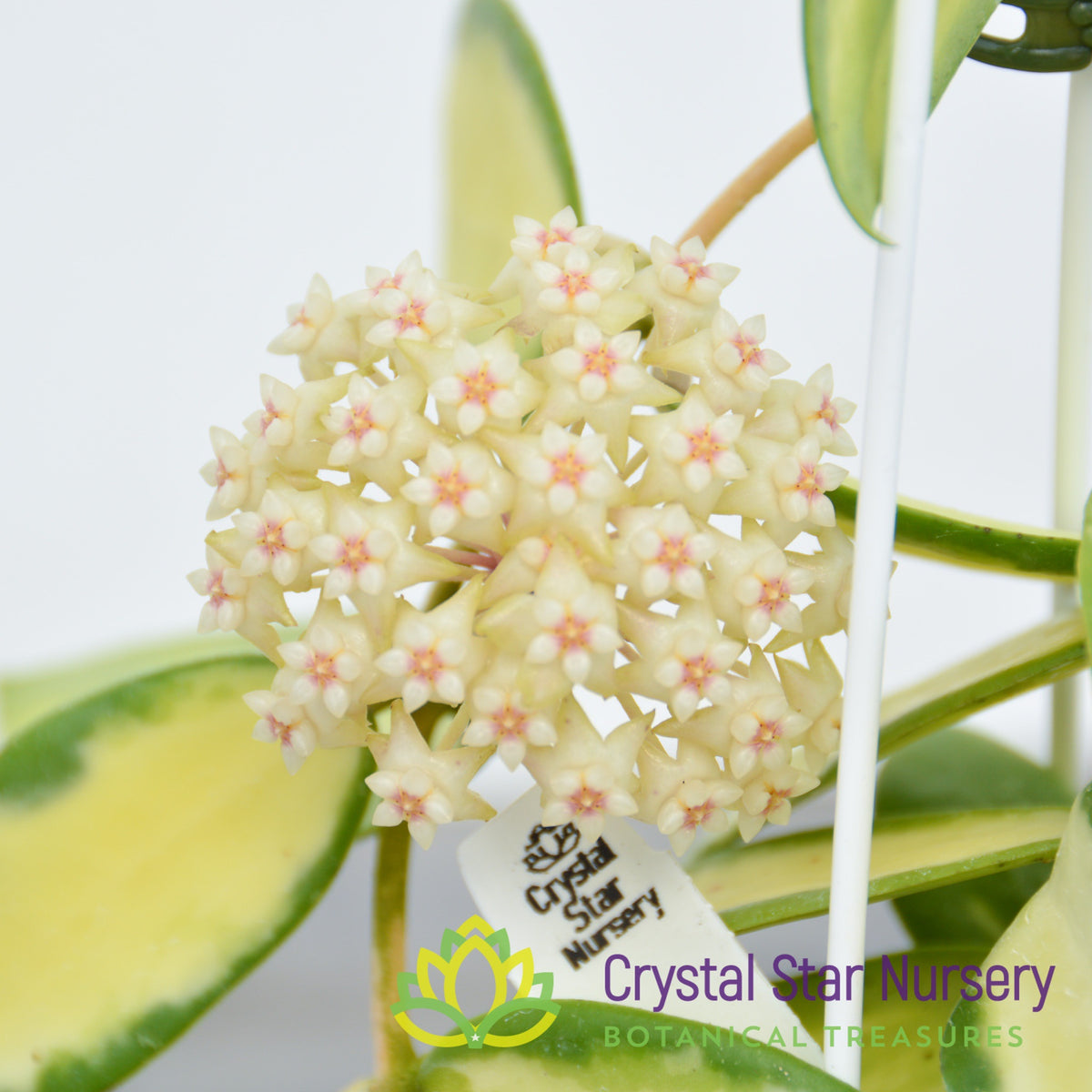 Hoya acuta (inner variegated)