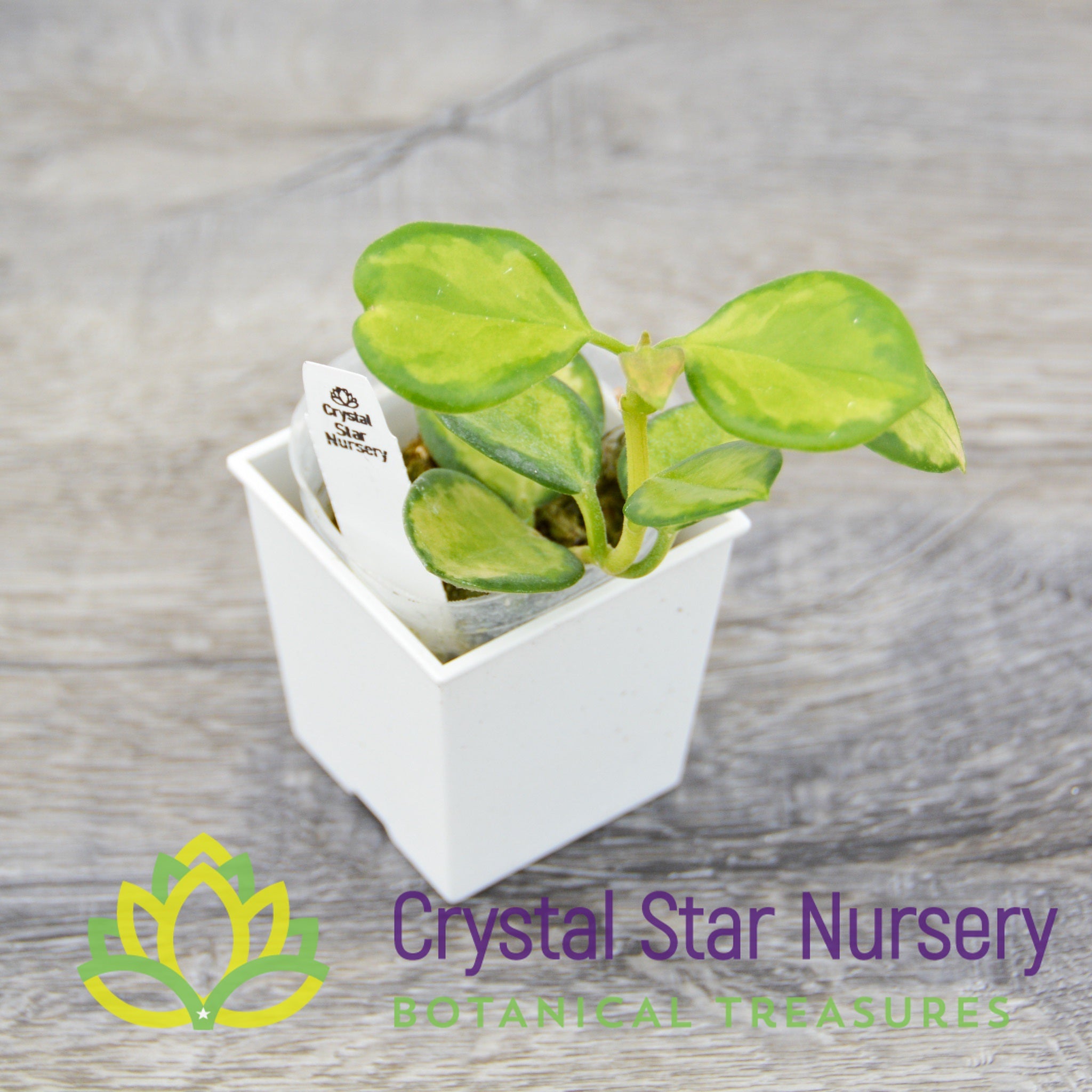 Hoya australis 'Aleksandra' - Crystal Star Nursery