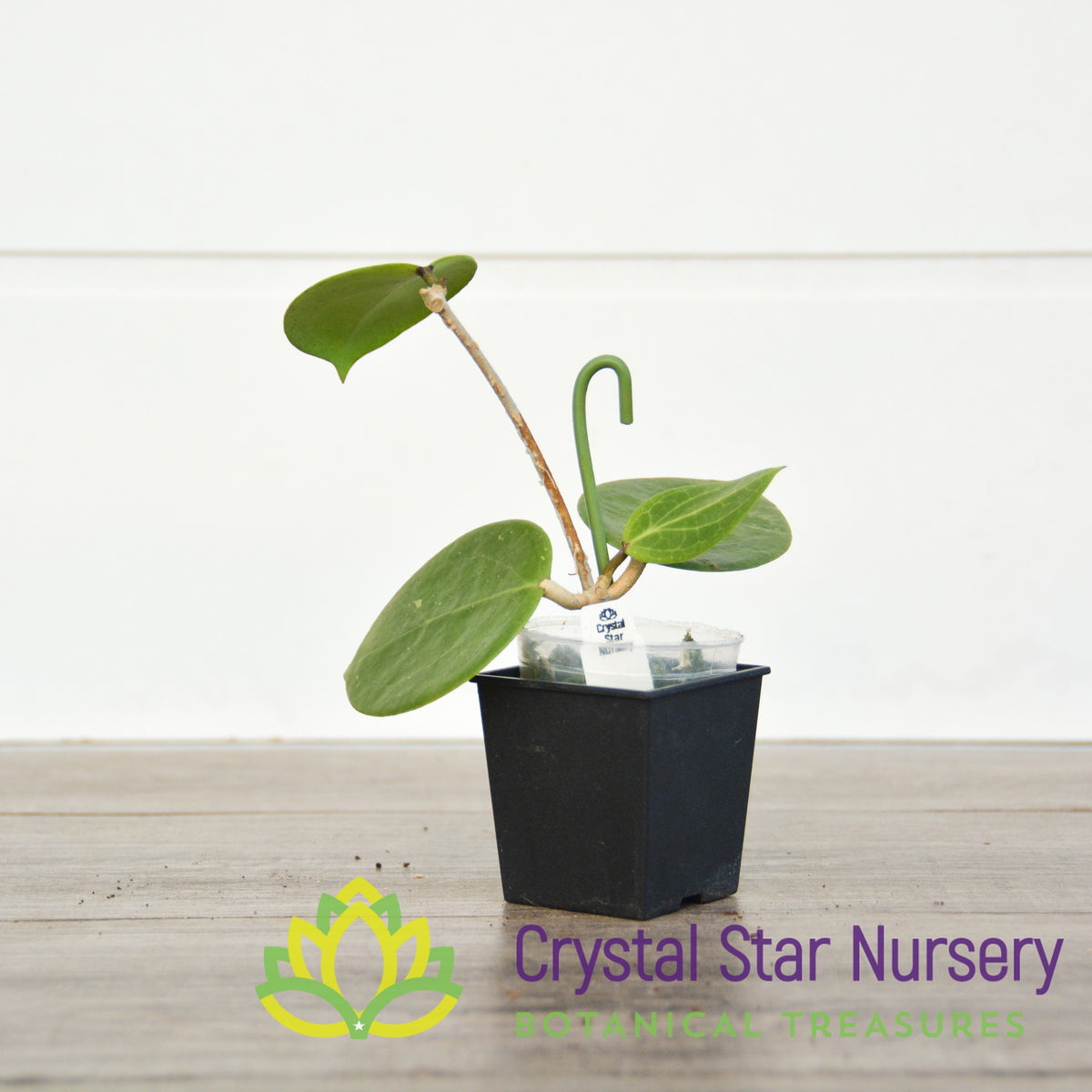 Hoya bp-02