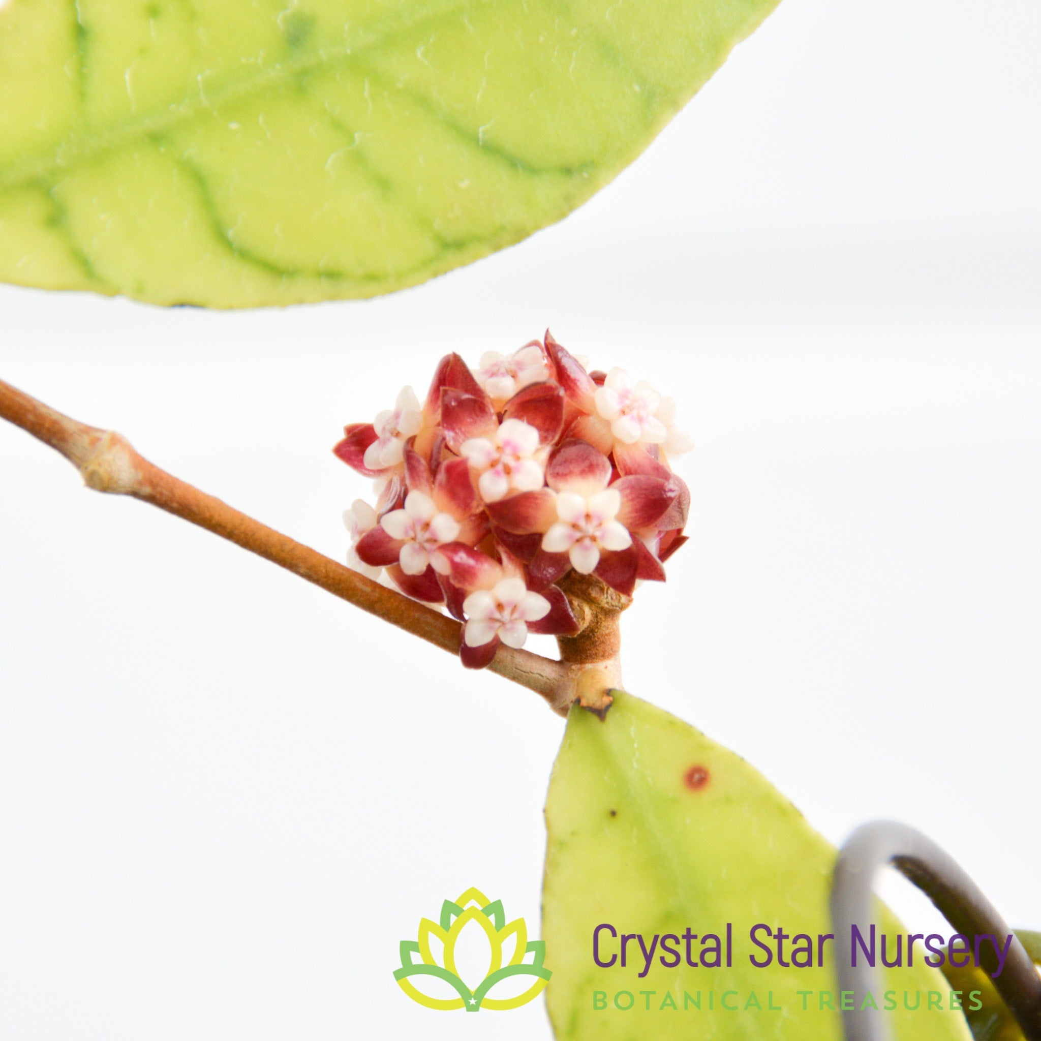 Hoya callistophylla – Crystal Star Nursery