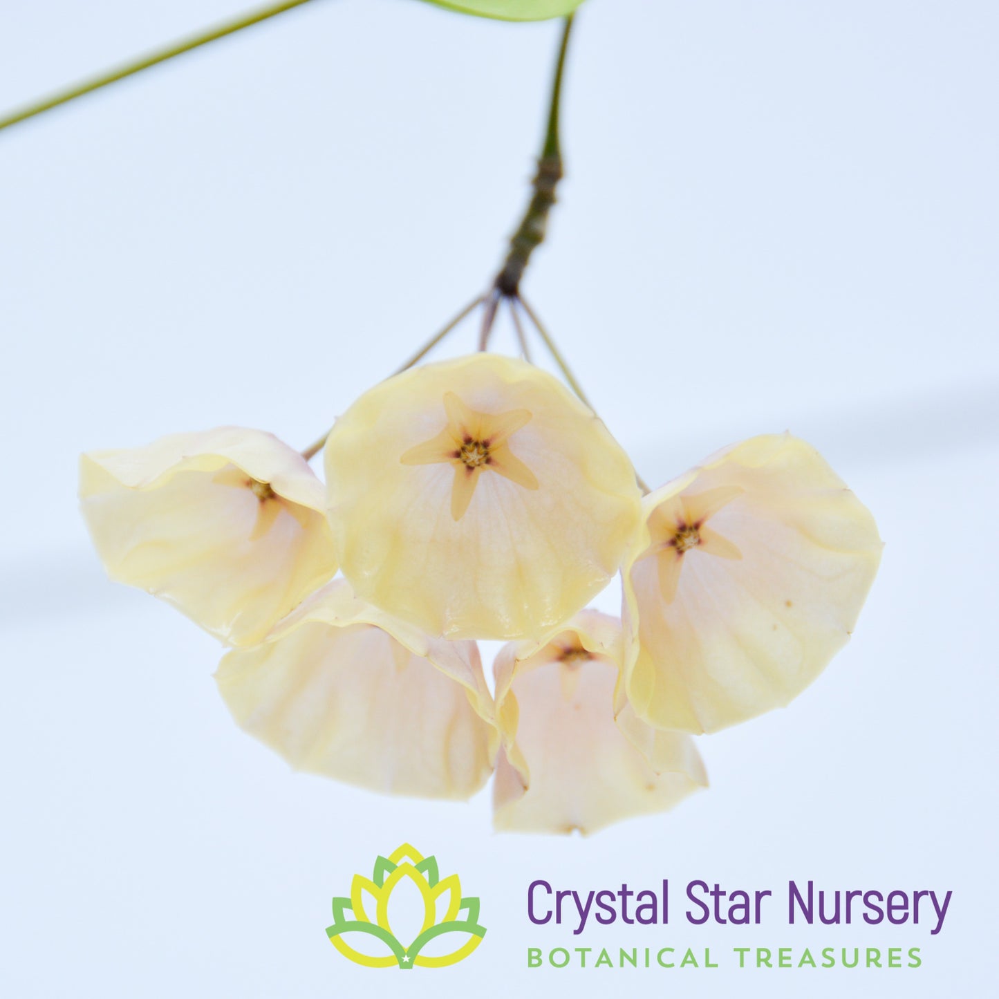 Hoya campanulata (yellow)