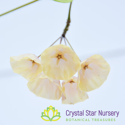 Hoya campanulata (yellow)