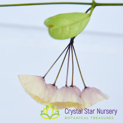 Hoya campanulata (yellow)