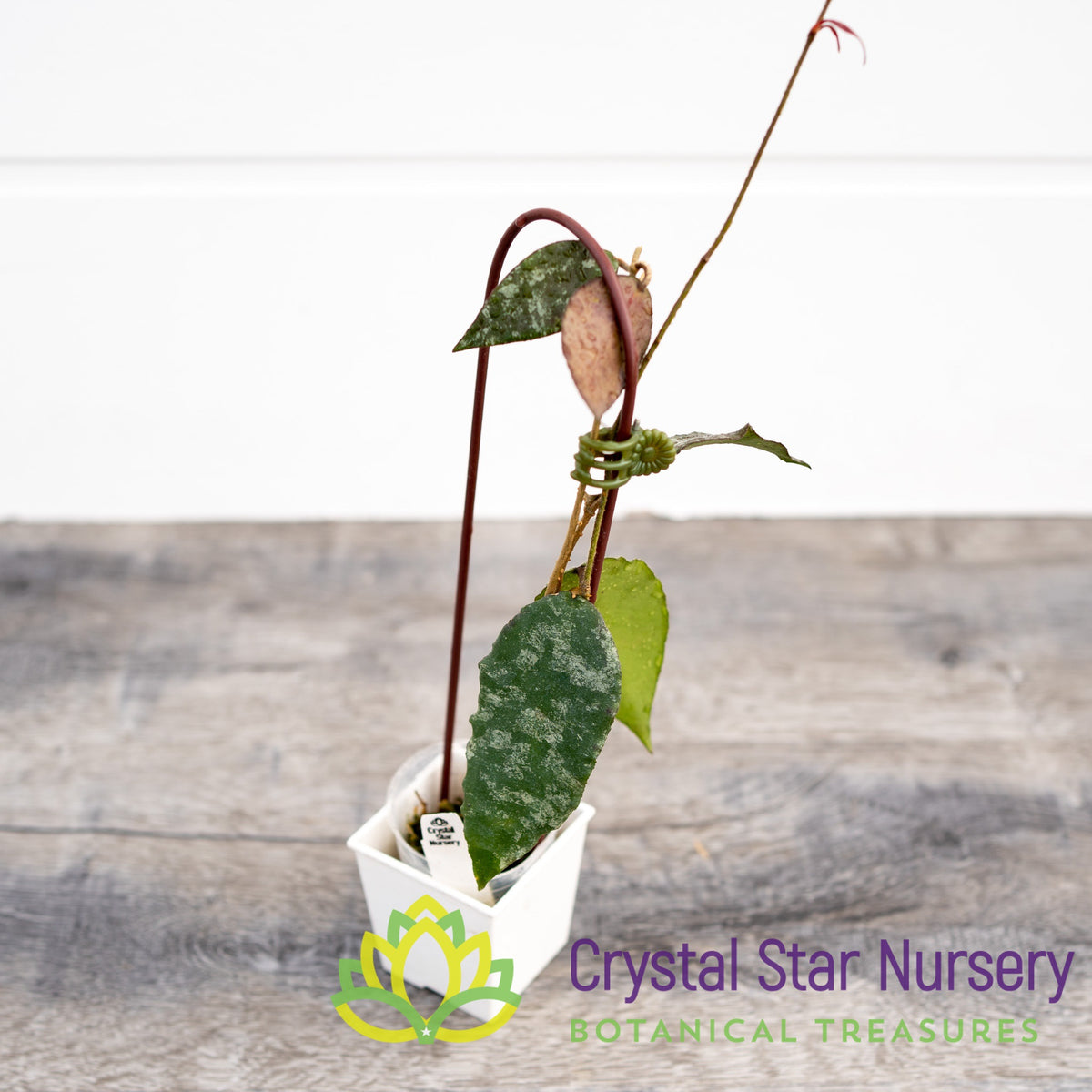 Hoya caudata (silver)
