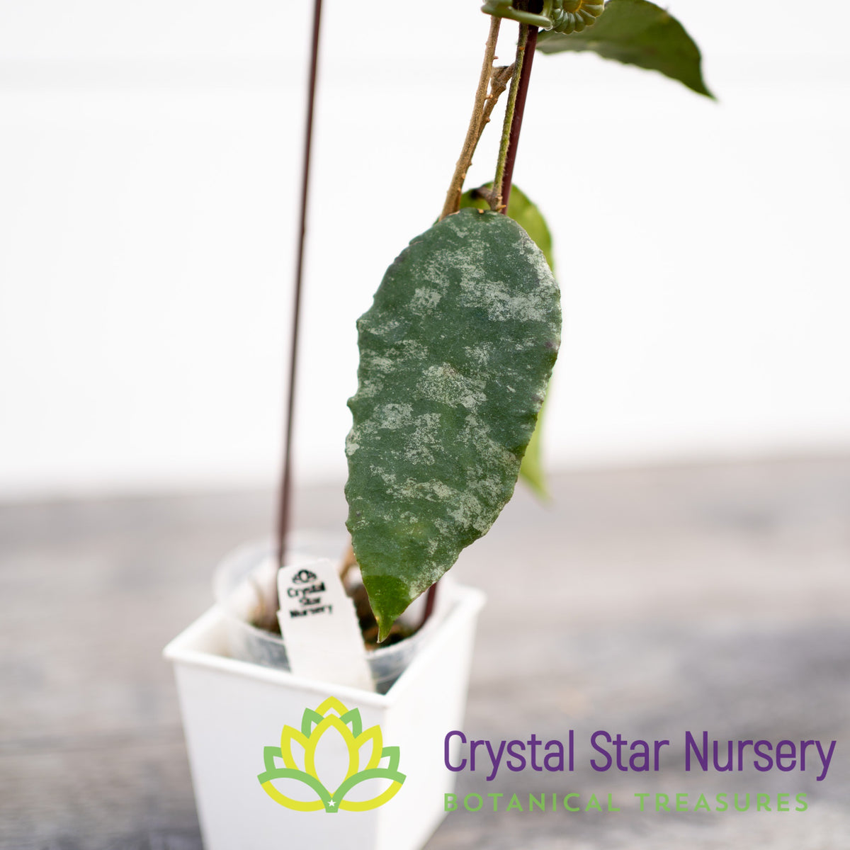 Hoya caudata (silver)