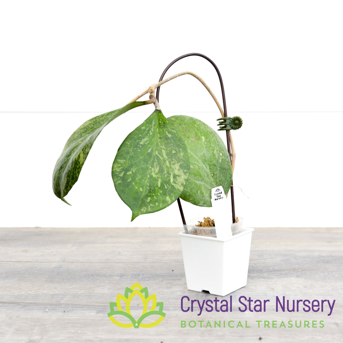 Hoya cv. Michele MB 1255 (Select Splash)