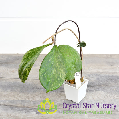 Hoya cv. Michele MB 1255 (Select Splash)