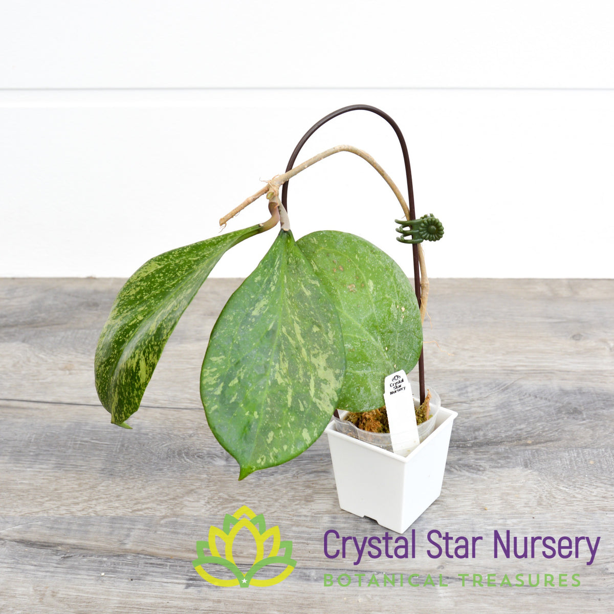 Hoya cv. Michele MB 1255 (Select Splash)