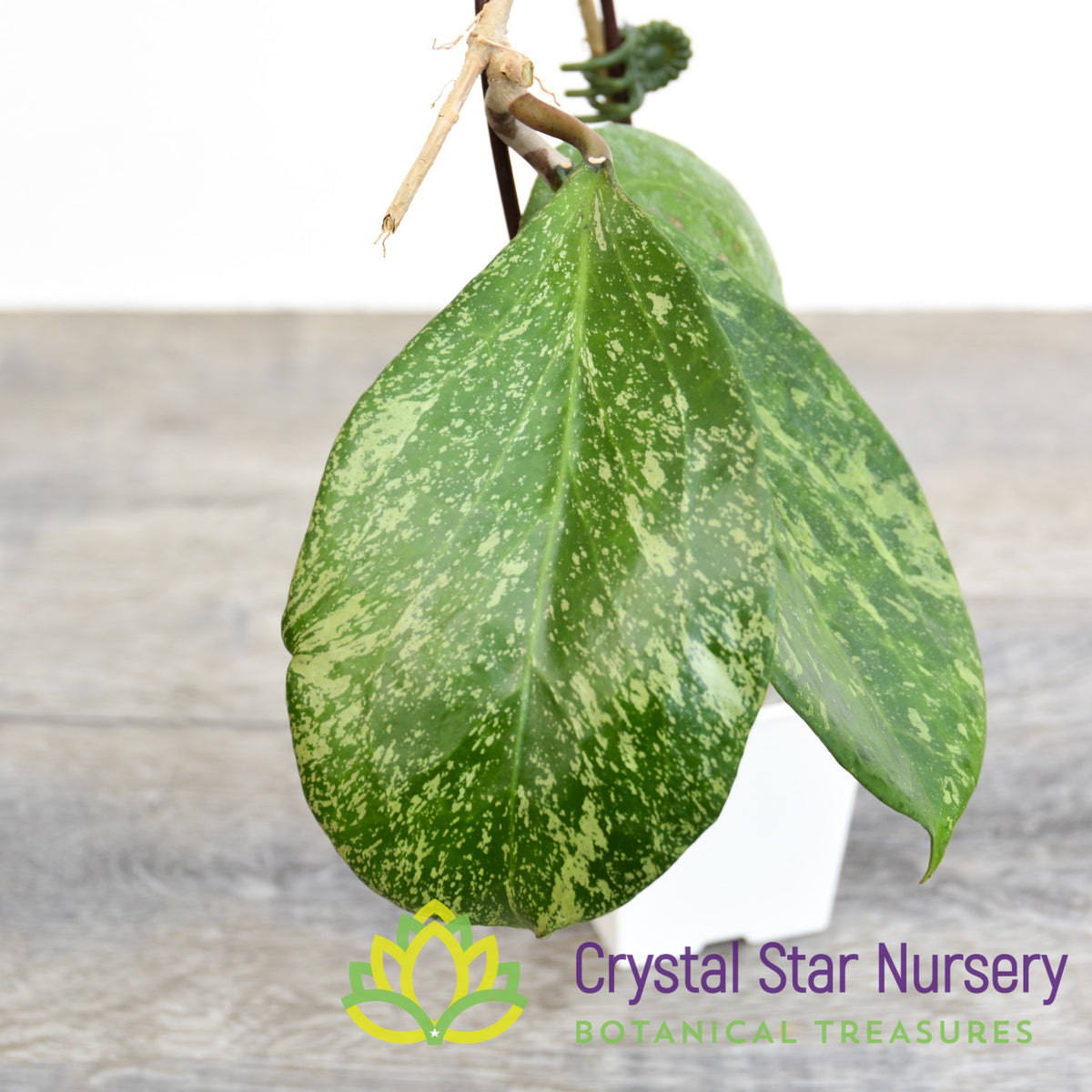 Hoya cv. Michele MB 1255 (Select Splash)