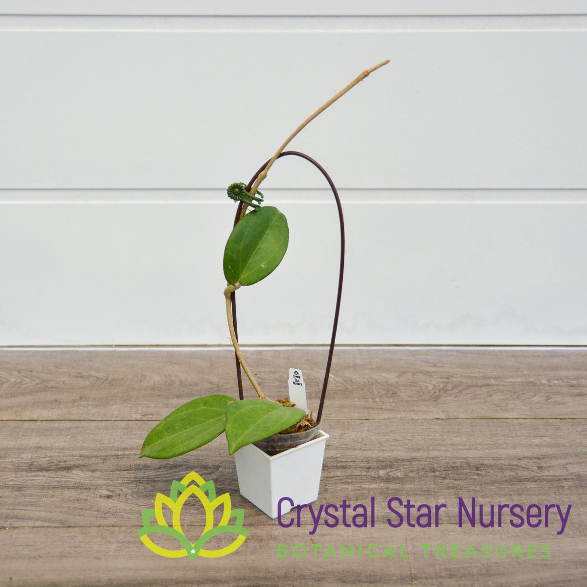 Hoya cv. Patcharawalai 023 (pink corona)