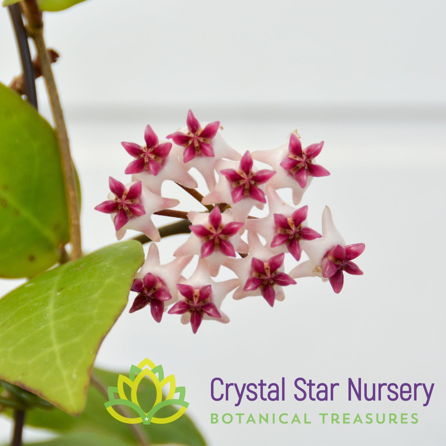 Hoya cv. Patricia