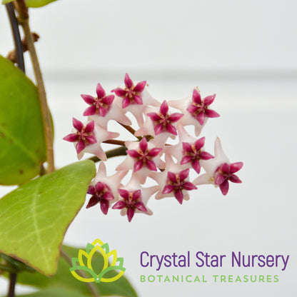Hoya cv. Patricia