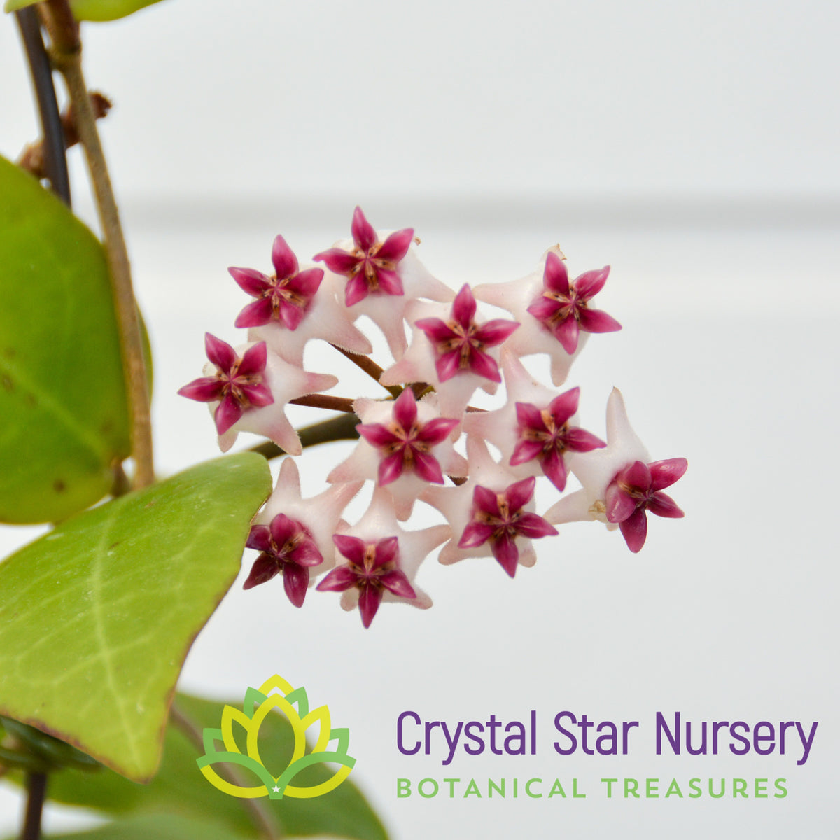 Hoya cv. Patricia