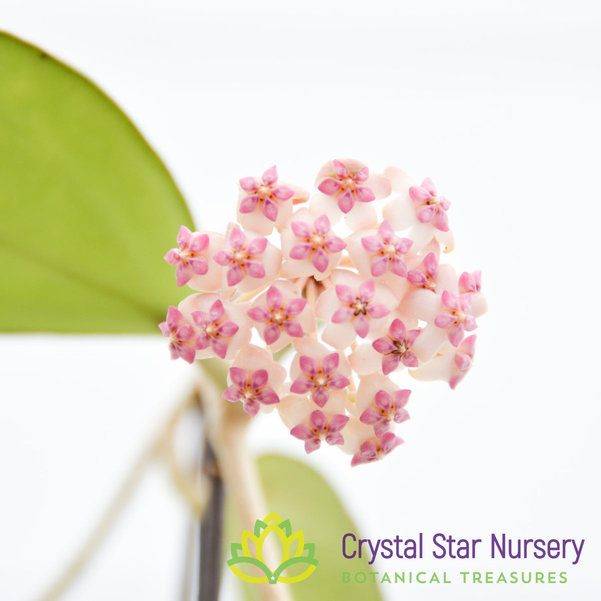 Hoya cv. Patcharawalai 023 (pink corona)
