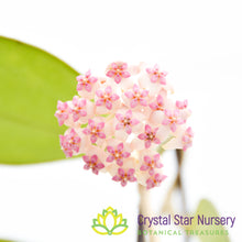 Hoya cv. Patcharawalai 023 (pink corona)