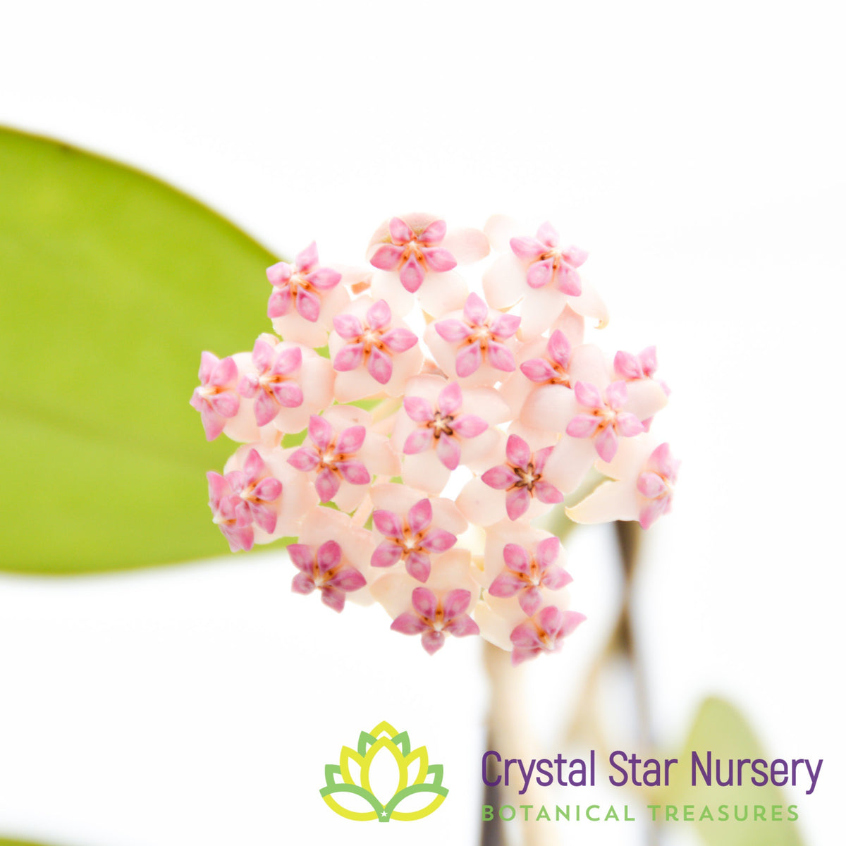 Hoya cv. Patcharawalai 023 (pink corona)