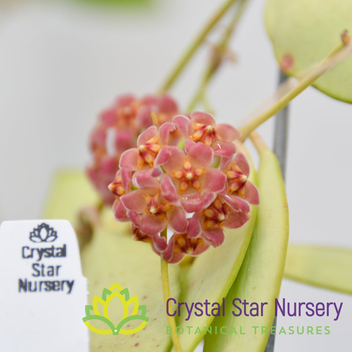 Hoya davidcummingi