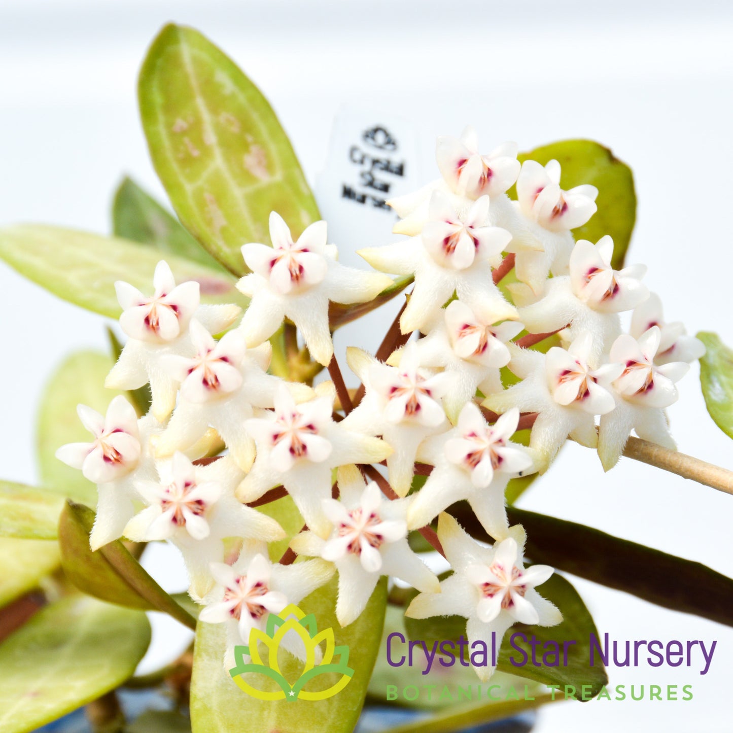 Hoya elliptica