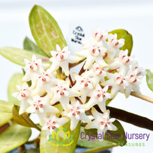 Hoya elliptica