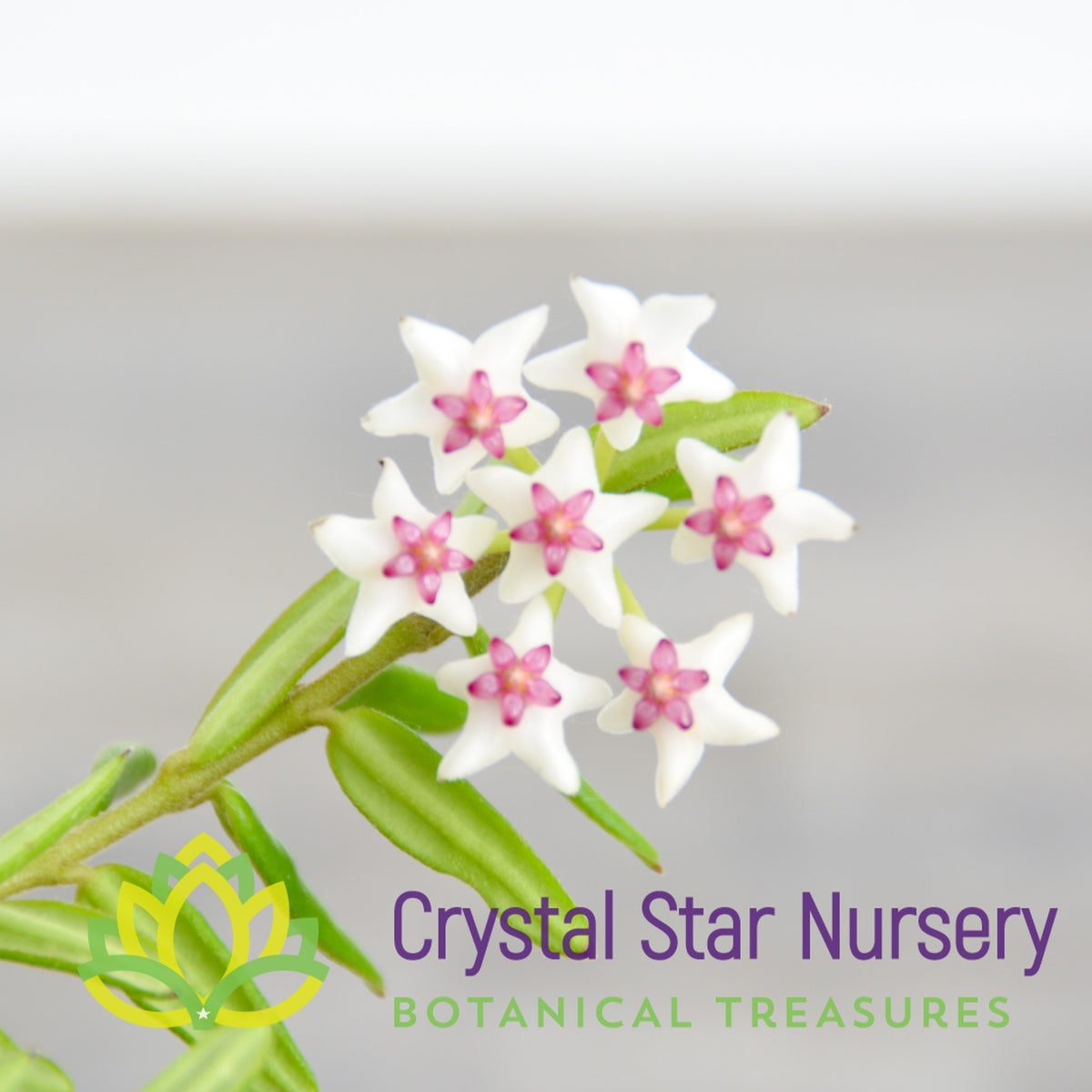 Hoya engleriana