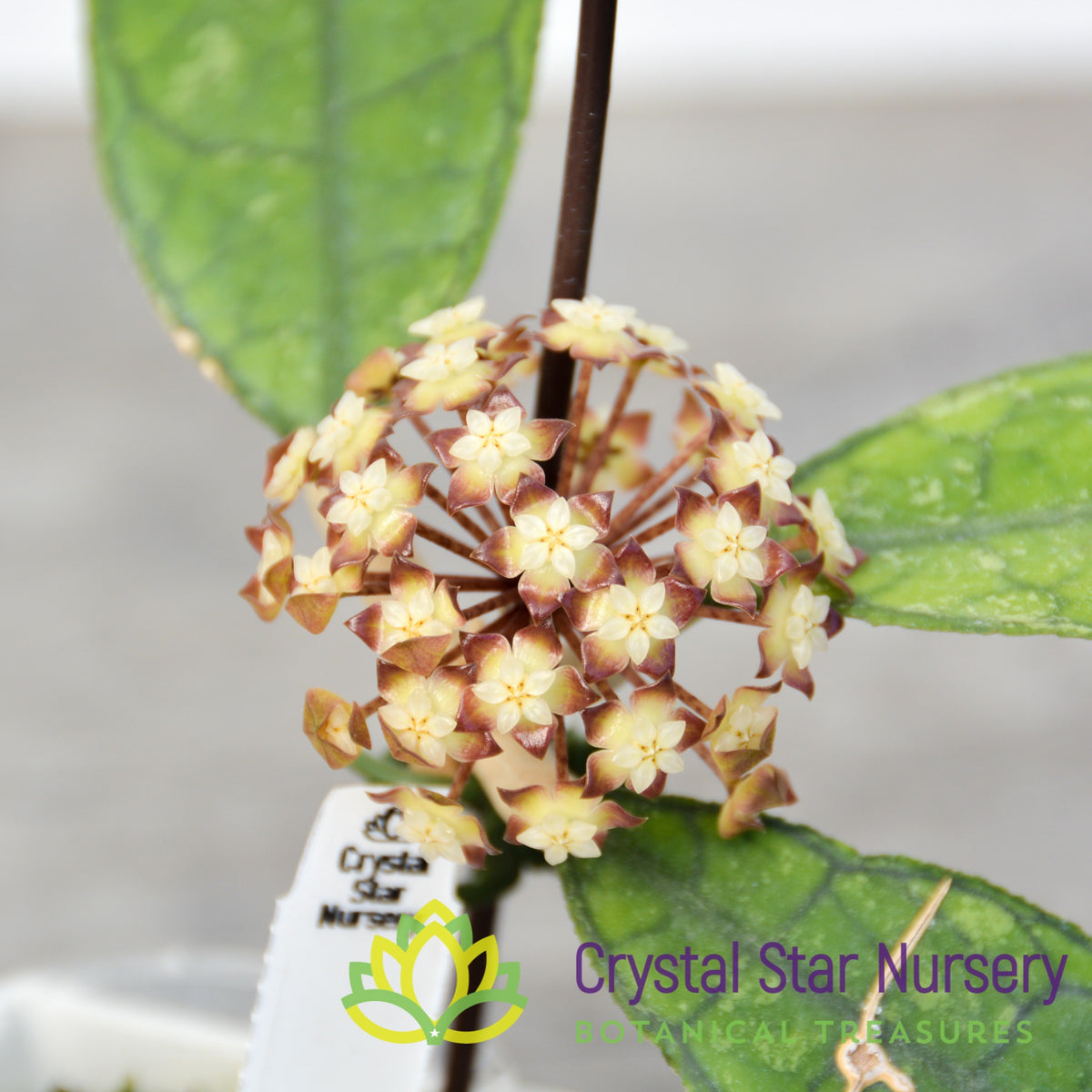 Hoya finlaysonii (long leaf)